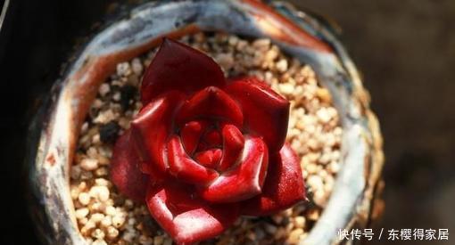 罗宾|新手不喜欢的多肉罗宾,老手都会养一盆,四季皆红安全度夏