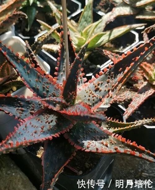 3种懒人花,一个月不管不顾反倒长的旺,尤其最后一种,狂窜到房顶