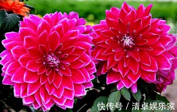 喜欢菊花，不如养盆“稀世名菊”大红芍药，花开似芍药，妩媚端庄