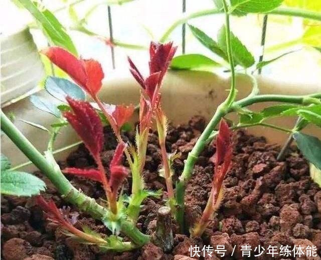 月季花苞越来越小趁着天热“剪几刀”，再次开花又大又密！