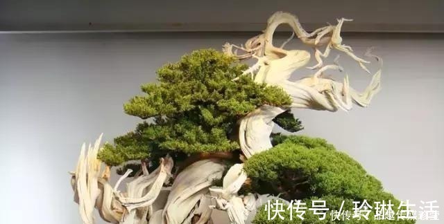 苍劲|这3种盆景可以养成传家宝，再穷也要养，越老越值钱！