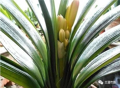 君子兰怎么养：君子兰锈斑病怎么处理，施肥涂药换盆土
