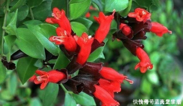 观赏性|吊兰扔了吧,养这4种“高颜值”的吊兰,咋看也看不够!