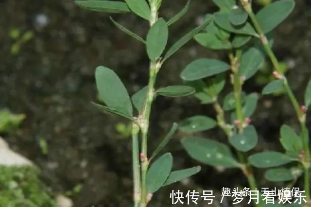 长命菜|一种野菜又叫长命菜,经常用来对付肠胃炎,如今卖得比猪肉都贵