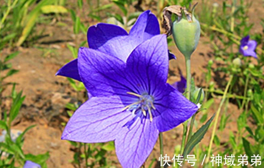 麦蓝菜|3种原本长在山间的野花，如今已成常见盆栽，有1种经常被误认