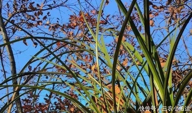 雨水|内炼一口气，不接触土壤都能生根，兰花原来是这么生长的