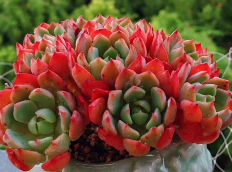 按这4个要求盆栽,多肉娜娜小勾呼呼疯长,叶尖一年四季红艳艳