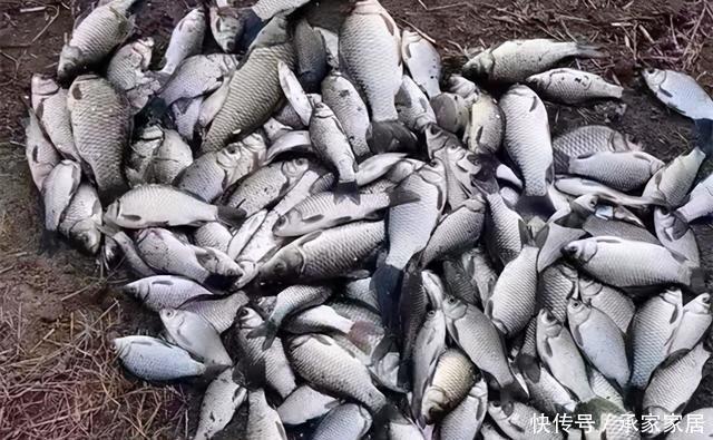 活饵|冬季野钓大鲫鱼,活饵更给力,如果蚯蚓不上鱼,还可以试试这两种