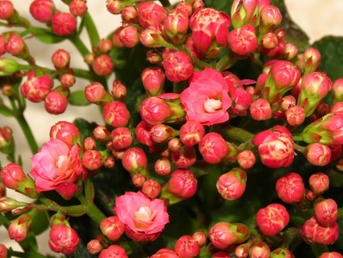 长寿花喝点“甜甜水”，叶子不发红，肥厚绿油油，开花开“爆盆”