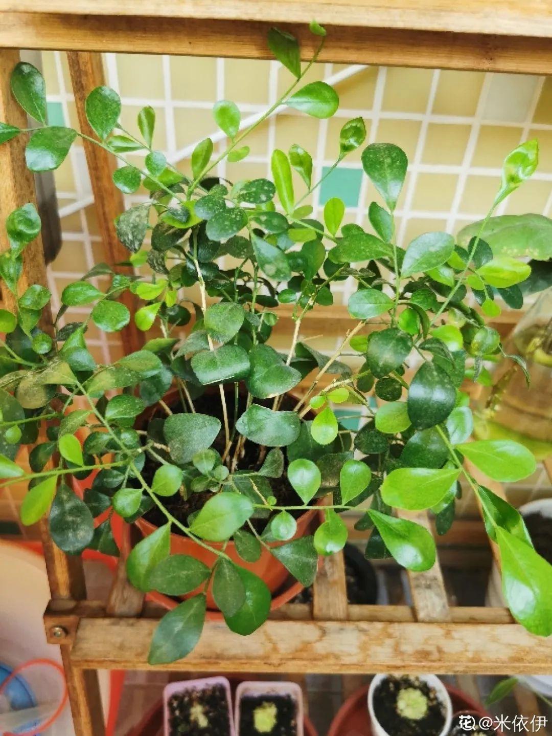 叶子|20种花，天凉了赶紧剪，来年开花有多又艳！