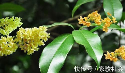 家门|家门前别乱种树，这3种树镇宅又养人，很多人都忽视了