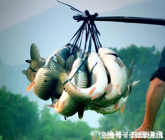 高手在民间,闽北神奇弓鱼术,能让鱼离水几天不死,是真的吗?
