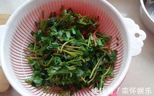 石龙芮|可能你认识“它”,但在采摘的时候,希望你尽量保留根部,谢谢