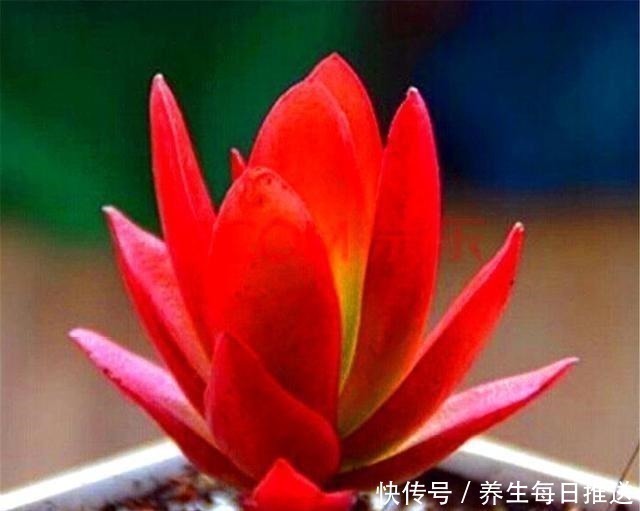多肉|养多肉火祭,核心就是1个“懒”字,在这3点懒一些,火红喜庆!