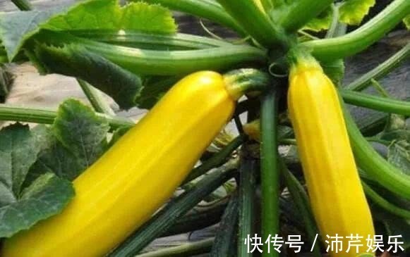 瓜氨酸|女性想要皮肤好，常吃3种蔬菜，减脂瘦身、清肠通便，皮肤也好！