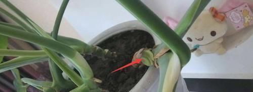 气根|花草长气根该不该剪掉这4款花需谨慎,不然养一盆死一盆