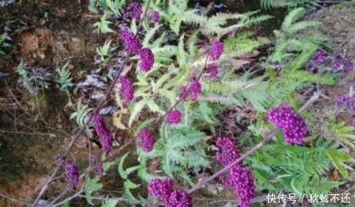 它在如今难遇的很,价值不是一般高,碰见请重视,不要随意破坏