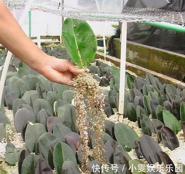 成活率|4种漂亮花,5月快扦插,20天生根,残枝别浪费