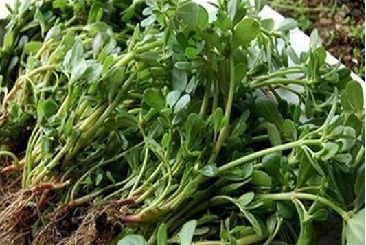 便秘|人到中年想长寿,要坚持常吃以下食物,补血改善气色,防止便秘