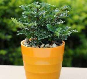 养花用果皮,直接扔盆里,7天长新芽,不怕养不活