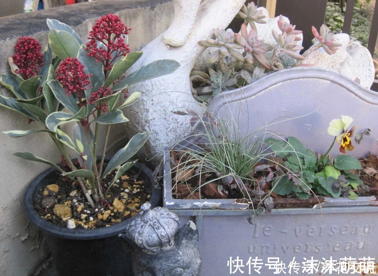 盆栽|养花不会浇水，家里再多花也会被糟蹋，新手盆栽浇水指南