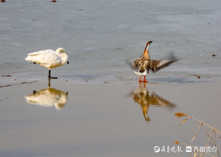 中年|鸿雁长什么样?冬日黄河沉砂池冰面上鸿雁嬉戏