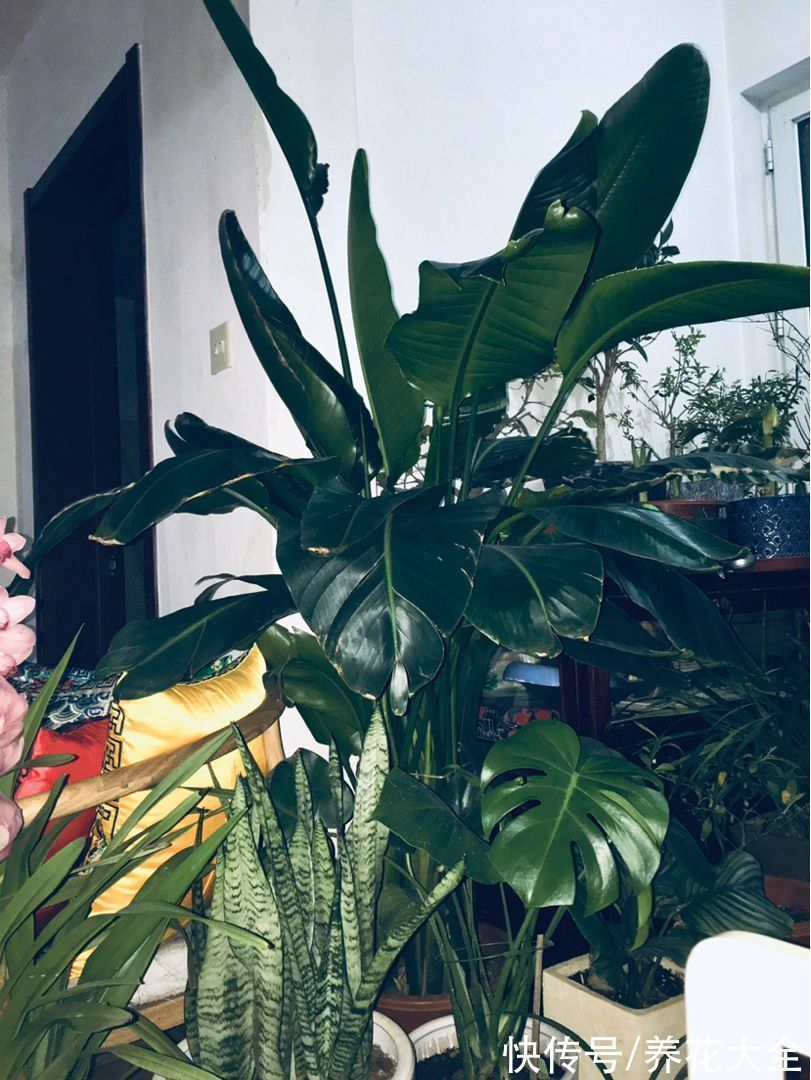 大叶子花|5种大叶子花千万别错过,气质十足有格调,放在家里很吉祥