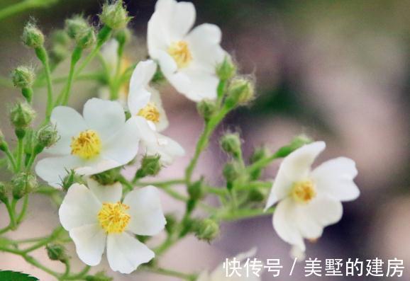 叶花|农历8月3号起,最适合养这些花,疯狂开花,满园子飘香