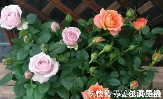 营养土|月季花苞小,开花少改善这“3点”,开花翻倍,花瓣又大又艳