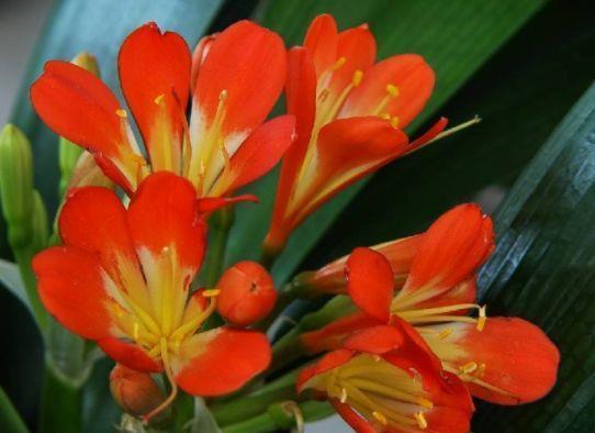 开花|4款艳美的花卉,花大色艳花期长,盛开时繁花似锦