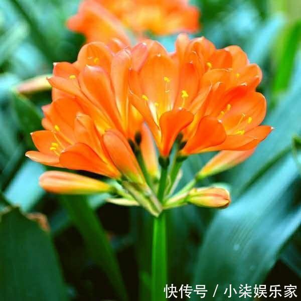 花苞|马上过年,君子兰出来花苞没有开,三个小方法,让它快速开花