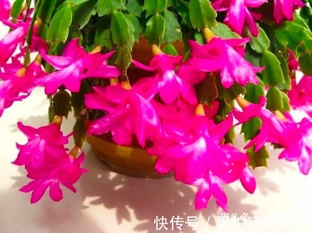 油亮|蟹爪兰浇水,掐准“时间”,不早不晚“刚刚好”,叶片肥厚又油亮