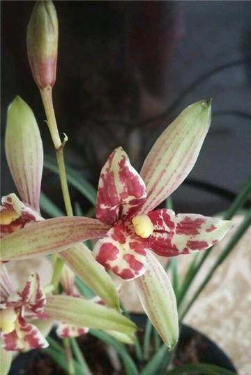 烂根|兰花盆底垫上这几样东西,兰花不烂根,开花几百朵