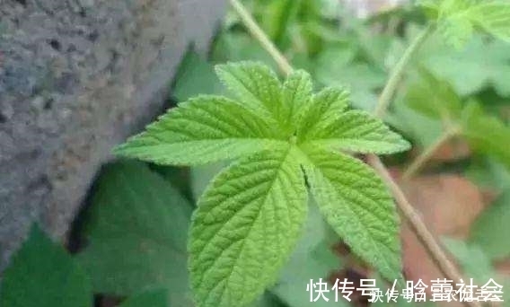浑身|农村一种植物浑身是宝,却被农民归为害草,俗称“拉拉秧”
