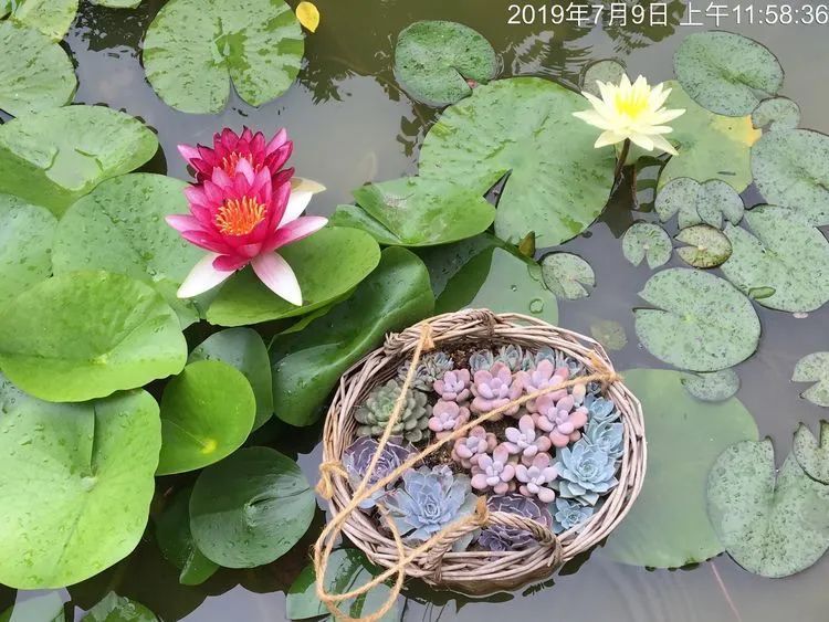 置身于美丽的多肉花园,我就是那快乐无比的多肉园丁!