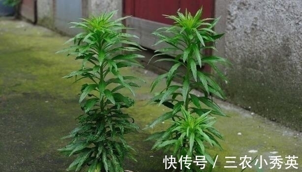 房前屋后|农村一野草，农民见1个拔1个，可杀菌消炎，已有人开始大量种植