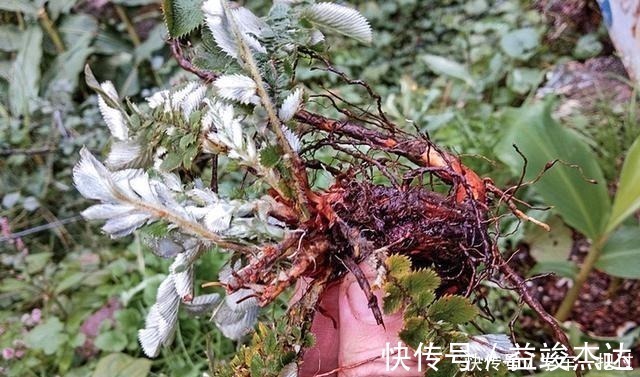 白草|根似“人参”味道甘甜,乡下小孩挖它当零食,如今30元有人收!