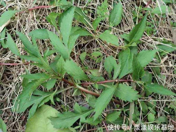 城里人|這野草聞起來臭烘烘,作用多味道爽口,城里人愛不釋手