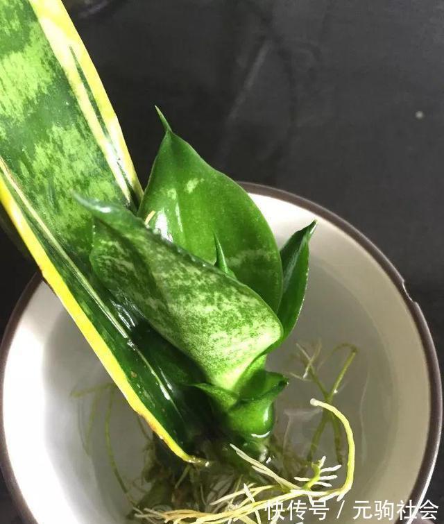 虎皮兰|谁说养花难？4种“泼辣花”，扔在土里就生根，繁殖一片小崽子