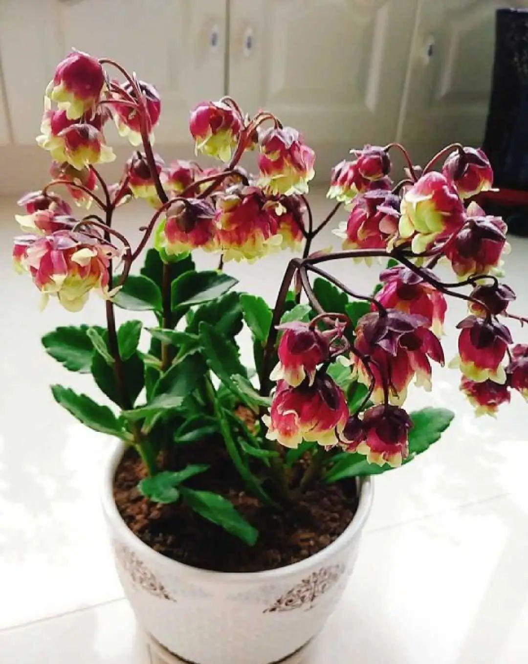 这盆吊兰养2年,年年开满小金鱼,大吉大利好喜气