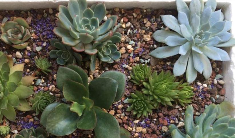 养多肉,用泡沫箱扦插育苗、做拼盘,该注意什么?