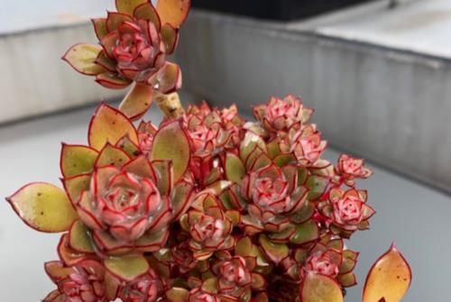 唐长老|有朋友来家里，看到你养的多肉然后开口问你要，你给还是不给呢？