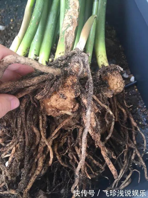 养花技巧：6种花须用小盆“挤着养”，控水好、长得旺！