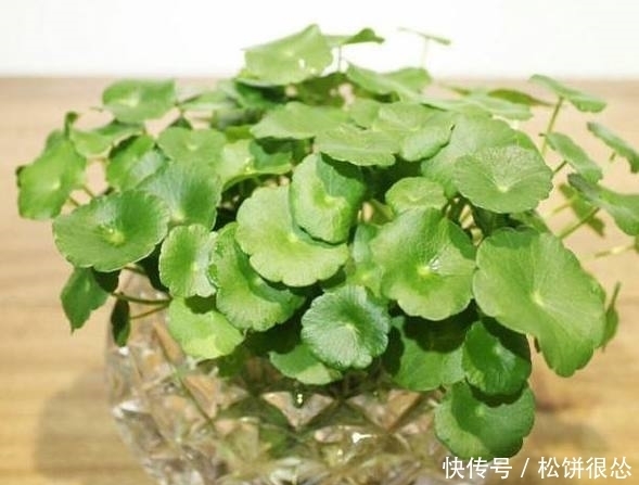 铜钱草|这些盆栽不用管就能长势喜人，吊兰最任性，随便扔个地方都能活