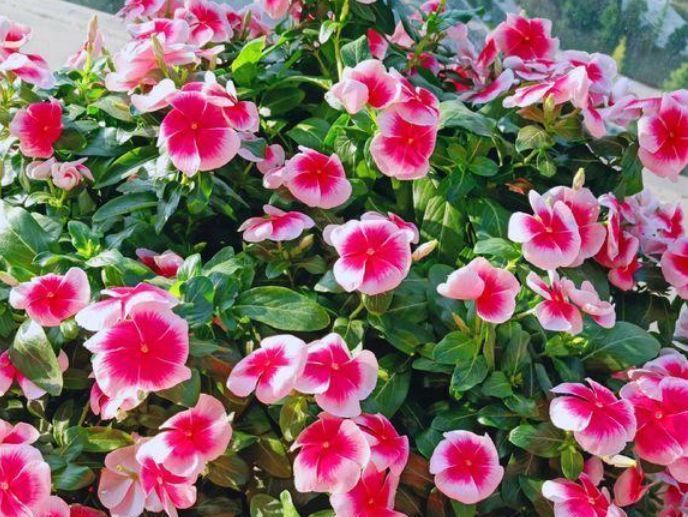 玫瑰花|4种花深受花友的喜欢,沾土就能活,开花就爆盆,不易生病好养护