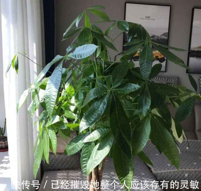 “大户人家”都在养的4种花，不仅四季常青，而且寓意非常好