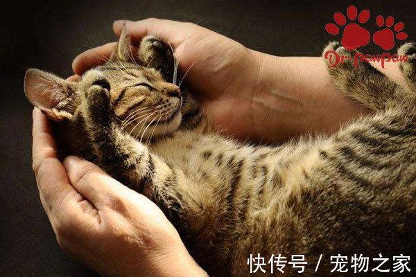 猫肚子里的寄生虫图片 猫肚子里的寄生虫图片
