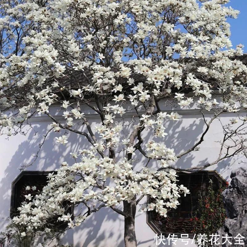 家门口种棵“吉祥花”,满树都开花,还有“镇宅”好兆头