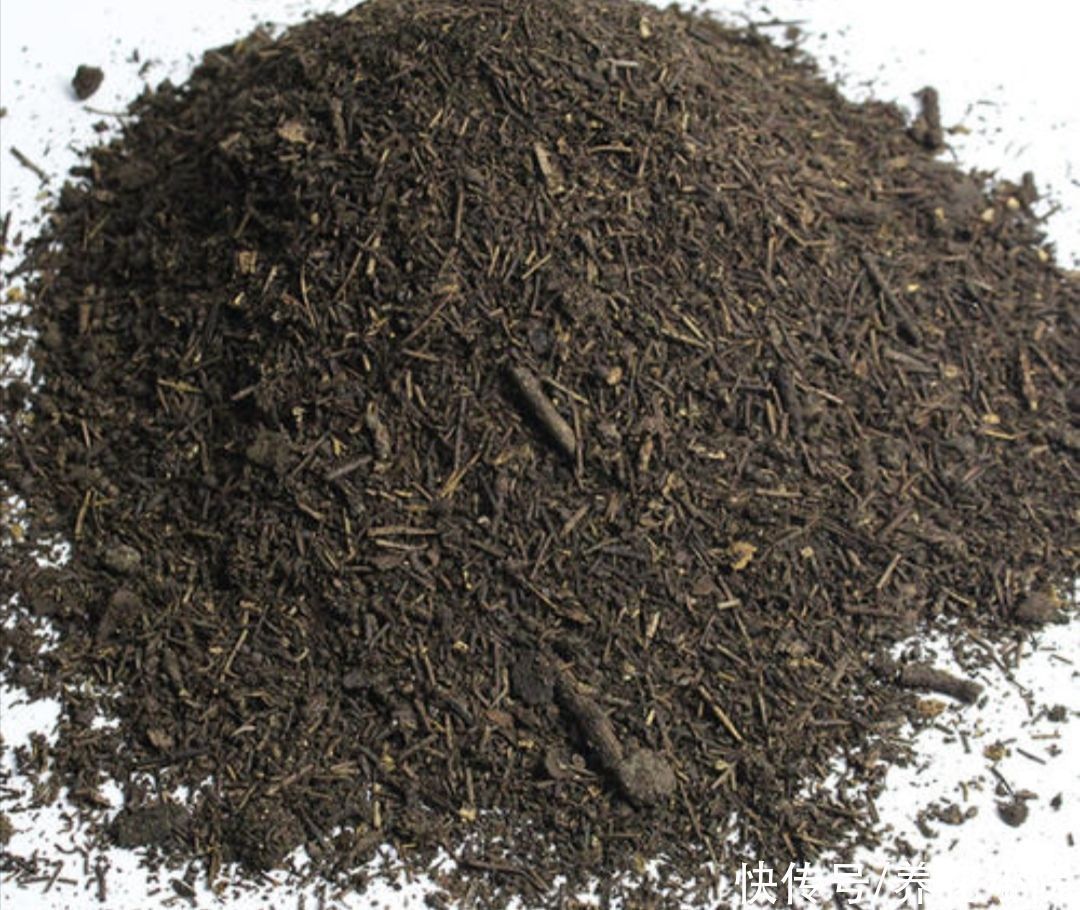 干松针采集后,怎样处理才能用来养花?教你松针土制作方法