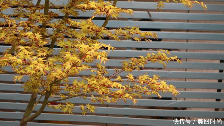 洋房|为了可以养花,我建了座小洋房,终于可以打造梦寐以求的花园了